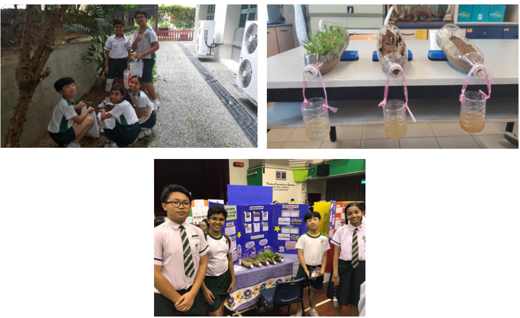 This team of P5 students investigated and presented on the importance of plants in the filtration of rain water to give us cleaner water